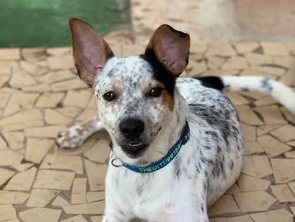Cachorro ra a Srd idade  nome Joaquim