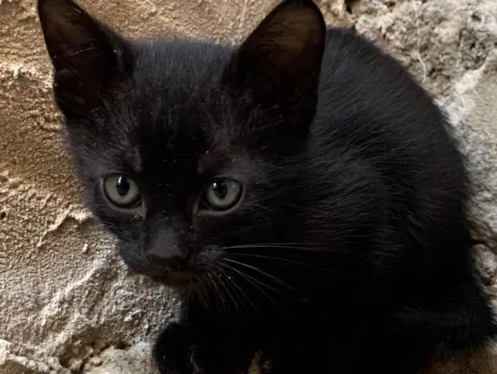 Gato ra a SRD idade Abaixo de 2 meses nome Socorro! 