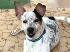 Cachorro raça Srd idade  nome Joaquim