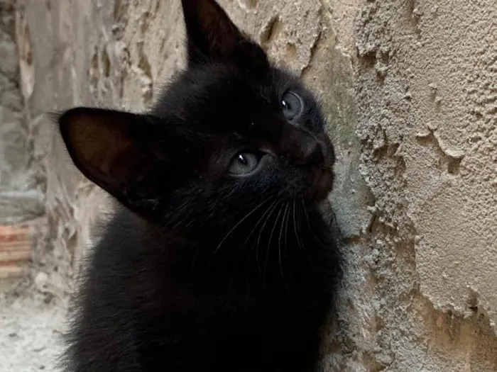 Gato ra a SRD idade Abaixo de 2 meses nome Socorro! 