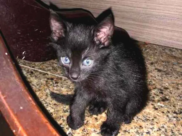 Gato ra a SRD idade Abaixo de 2 meses nome Socorro! 