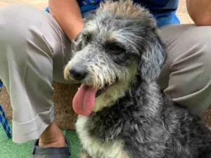Cachorro raça Srd idade  nome Lilica