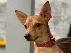 Cachorro raça Srd idade  nome João