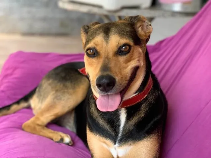 Cachorro ra a Srd idade  nome Filó