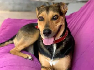 Cachorro raça Srd idade  nome Filó