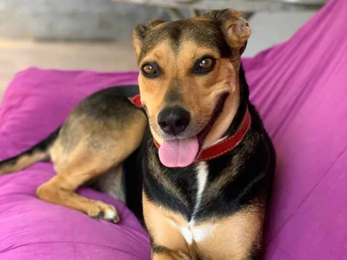 Cachorro ra a Srd idade  nome Filó