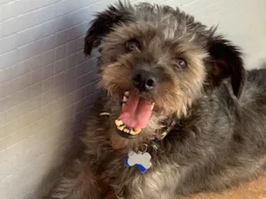 Cachorro raça Srd idade  nome Lino