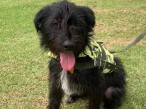Cachorro raça Srd idade  nome Lenine