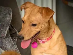 Cachorro raça Srd idade  nome Lilly