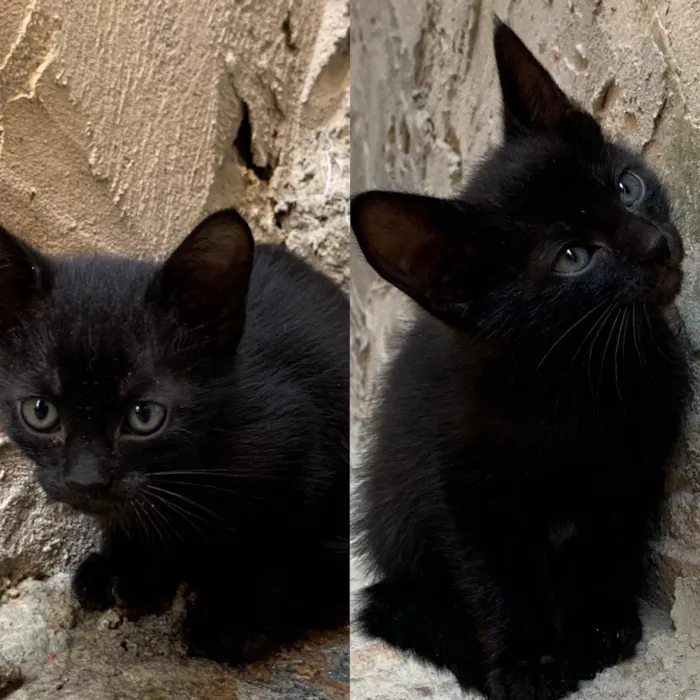 Gato ra a SRD idade Abaixo de 2 meses nome Socorro! 