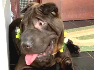 Cachorro raça Sharpei idade  nome Shakira