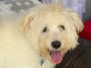 Cachorro raça Srd idade  nome Tobby