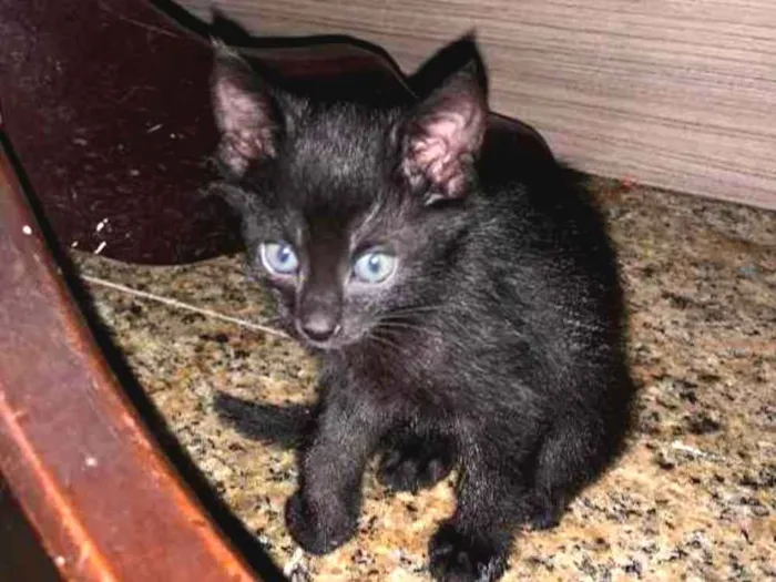 Gato ra a SRD idade Abaixo de 2 meses nome Socorro! 
