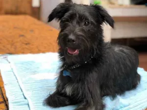 Cachorro raça Srd idade  nome Snoopy