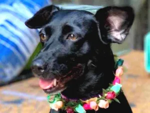 Cachorro raça Srd idade  nome Dorothy