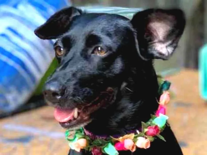 Cachorro ra a Srd idade  nome Dorothy