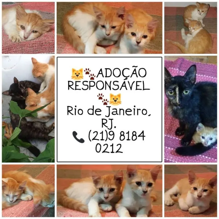Gato ra a SRD idade 7 a 11 meses nome Gatinhos laranjas