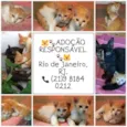 Gatinhos laranjas