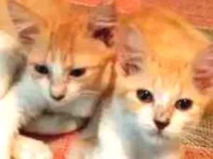 Gato raça SRD idade 7 a 11 meses nome Gatinhos laranjas