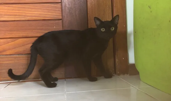 Gato ra a SRD idade 7 a 11 meses nome Malta