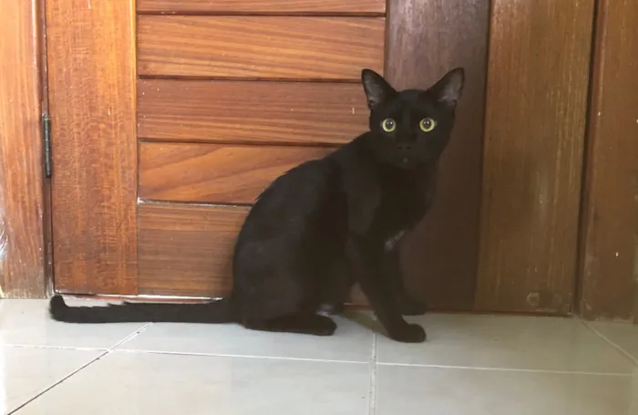 Gato ra a SRD idade 7 a 11 meses nome Malta