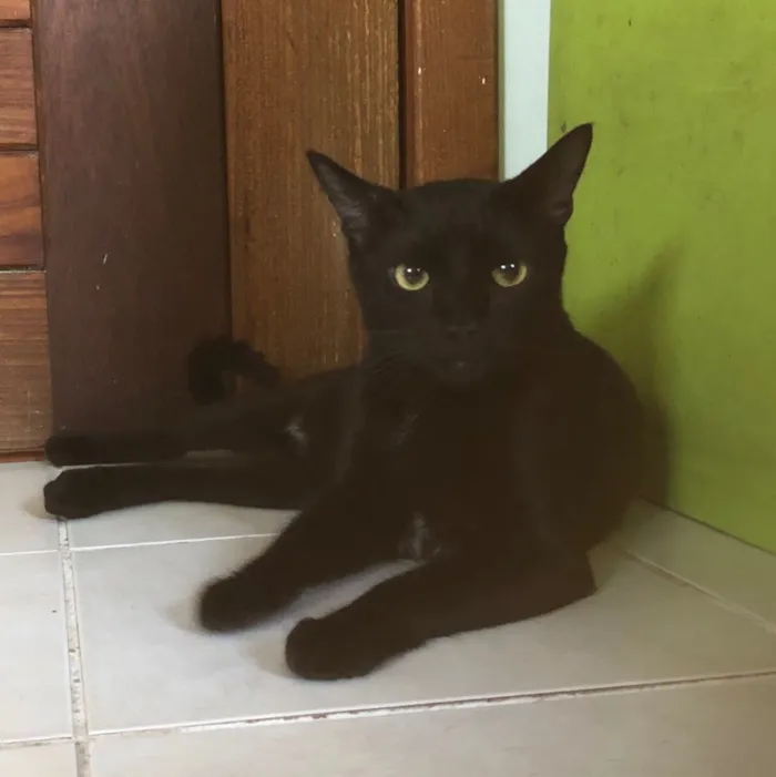 Gato ra a SRD idade 7 a 11 meses nome Malta