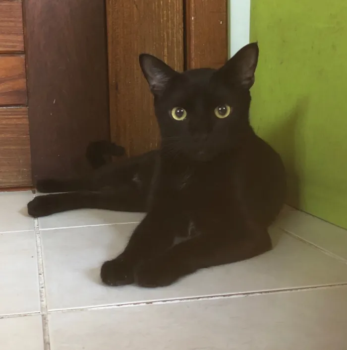 Gato ra a SRD idade 7 a 11 meses nome Malta