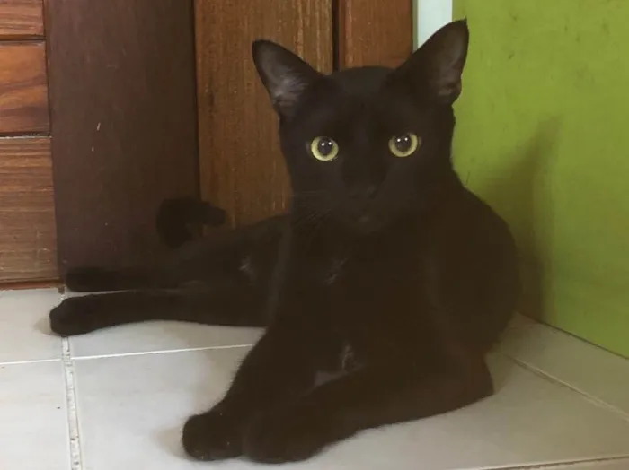 Gato ra a SRD idade 7 a 11 meses nome Malta