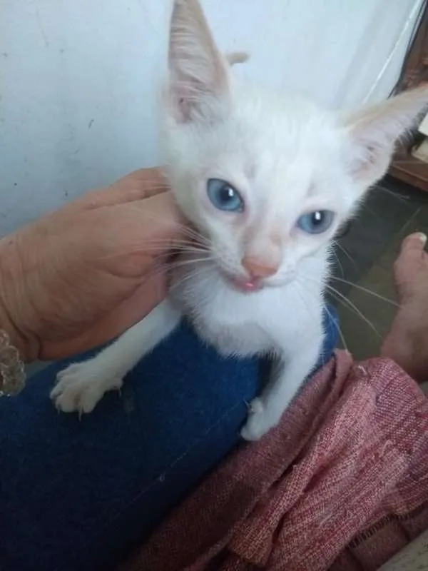 Gato ra a SRD idade 2 a 6 meses nome Gatinhos da Glória