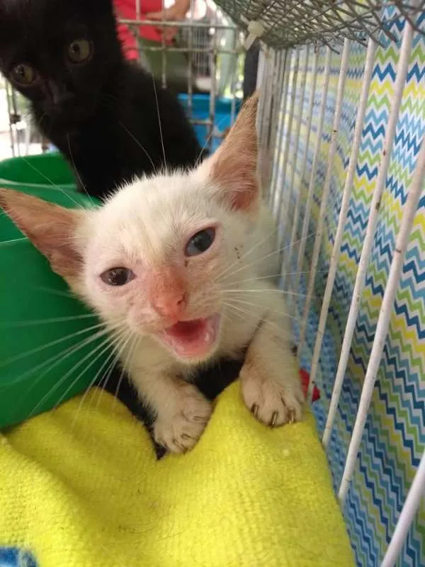 Gato ra a SRD idade 2 a 6 meses nome Gatinhos da Glória