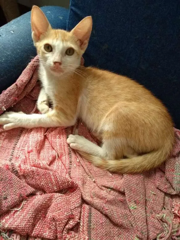 Gato ra a SRD idade 2 a 6 meses nome Gatinhos da Glória