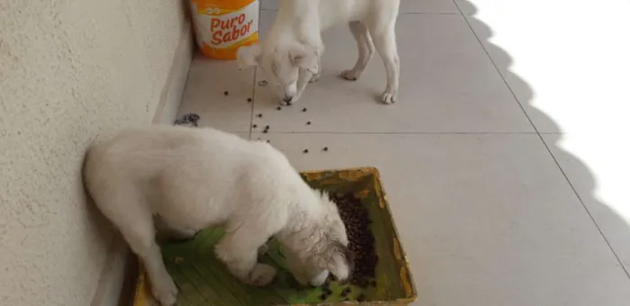 Cachorro ra a Terrier Irlandês White  idade Abaixo de 2 meses nome Mash/Sofia
