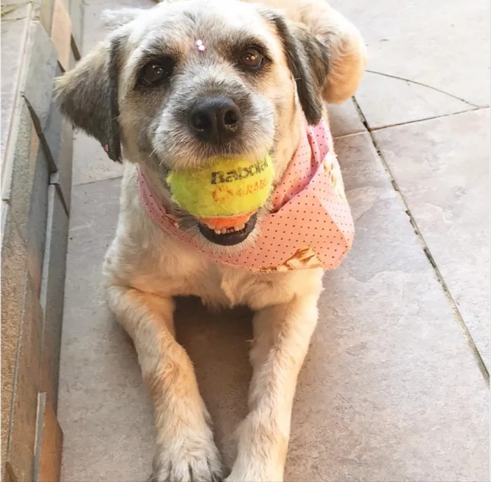 Cachorro ra a Sem raça definida idade 2 anos nome Menina