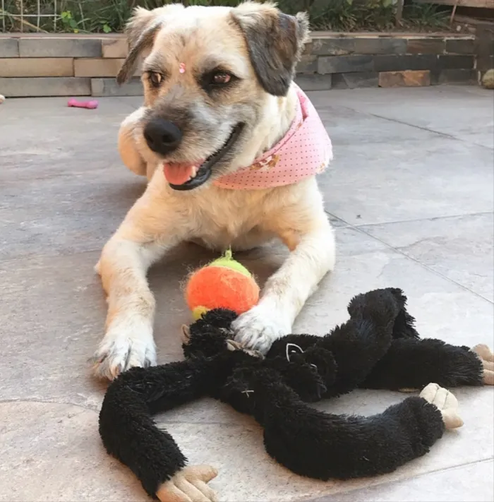 Cachorro ra a Sem raça definida idade 2 anos nome Menina