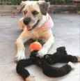 Menina