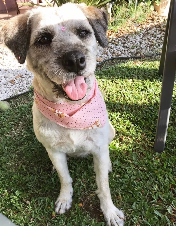 Cachorro ra a Sem raça definida idade 2 anos nome Menina