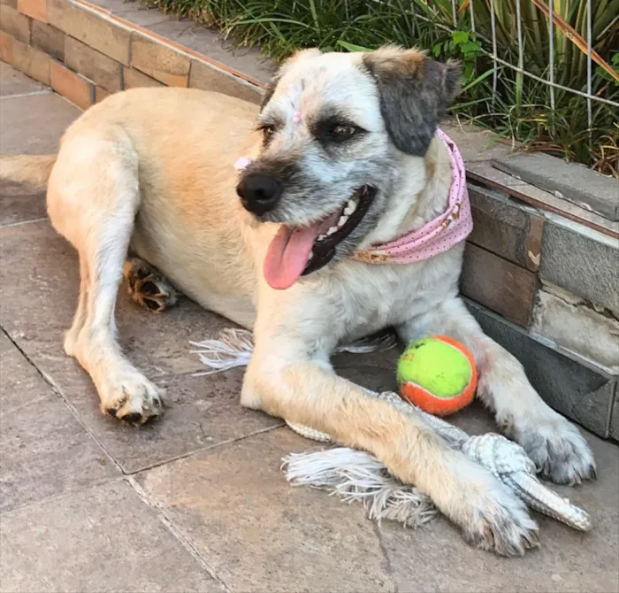 Cachorro ra a Sem raça definida idade 2 anos nome Menina
