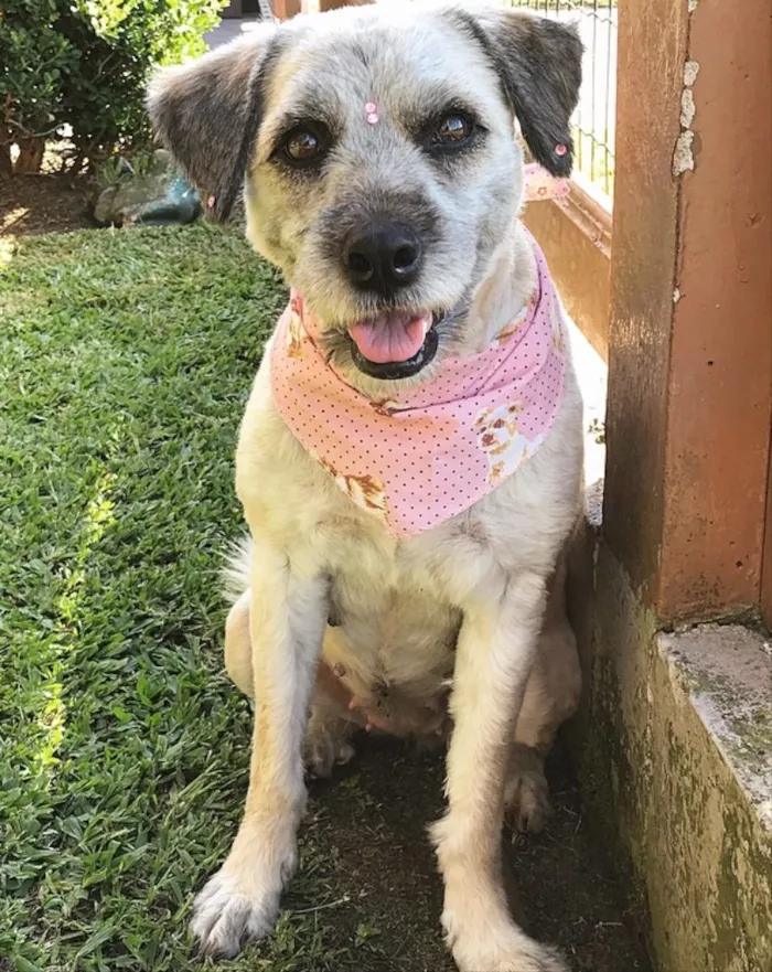 Cachorro ra a Sem raça definida idade 2 anos nome Menina