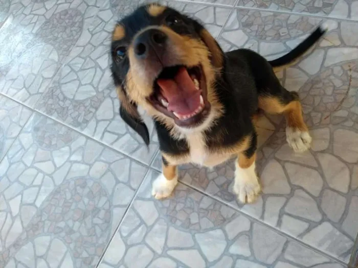 Cachorro ra a SRD idade 2 a 6 meses nome Felicia