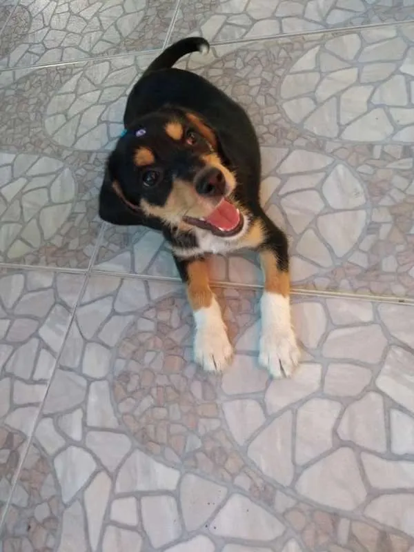 Cachorro ra a SRD idade 2 a 6 meses nome Felicia