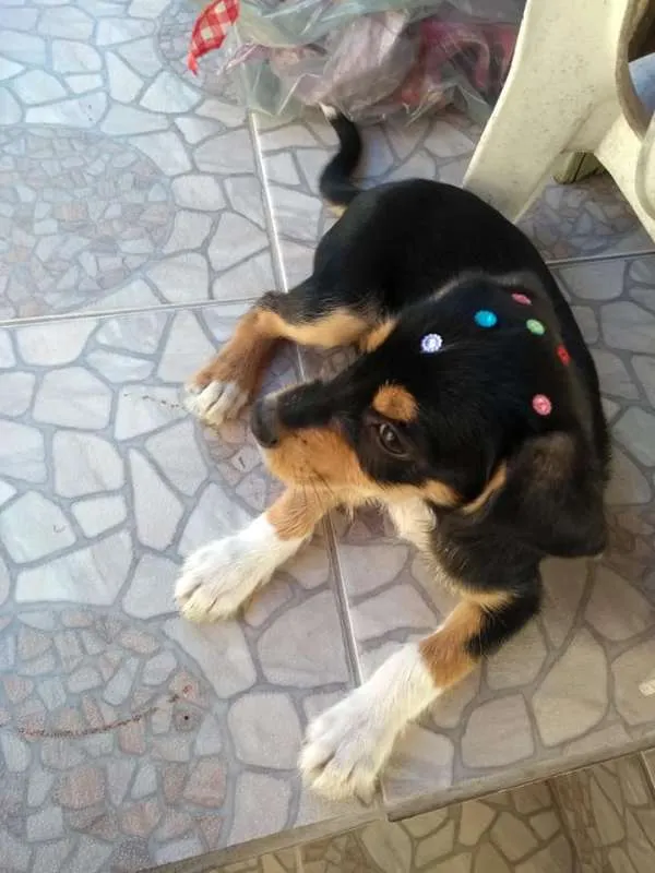 Cachorro ra a SRD idade 2 a 6 meses nome Felicia