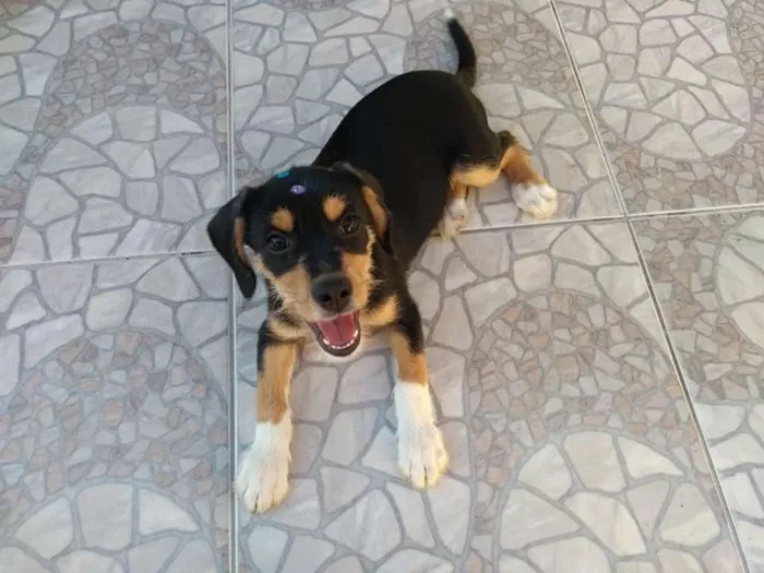 Cachorro ra a SRD idade 2 a 6 meses nome Felicia