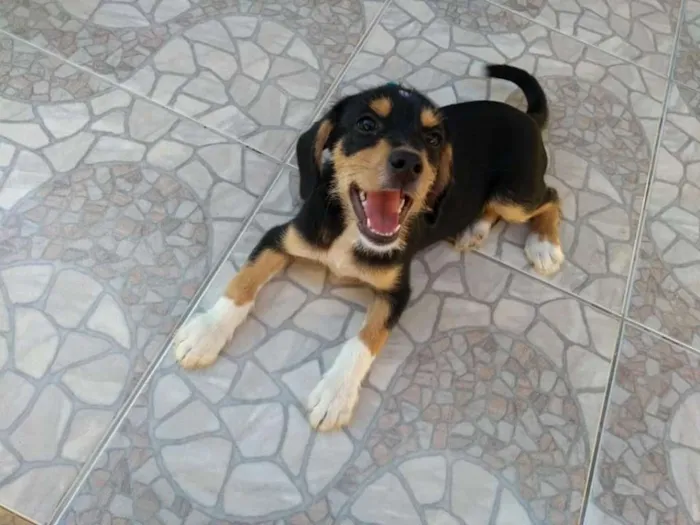 Cachorro ra a SRD idade 2 a 6 meses nome Felicia