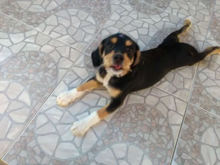 Cachorro ra a SRD idade 2 a 6 meses nome Felicia