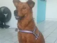 Lulú