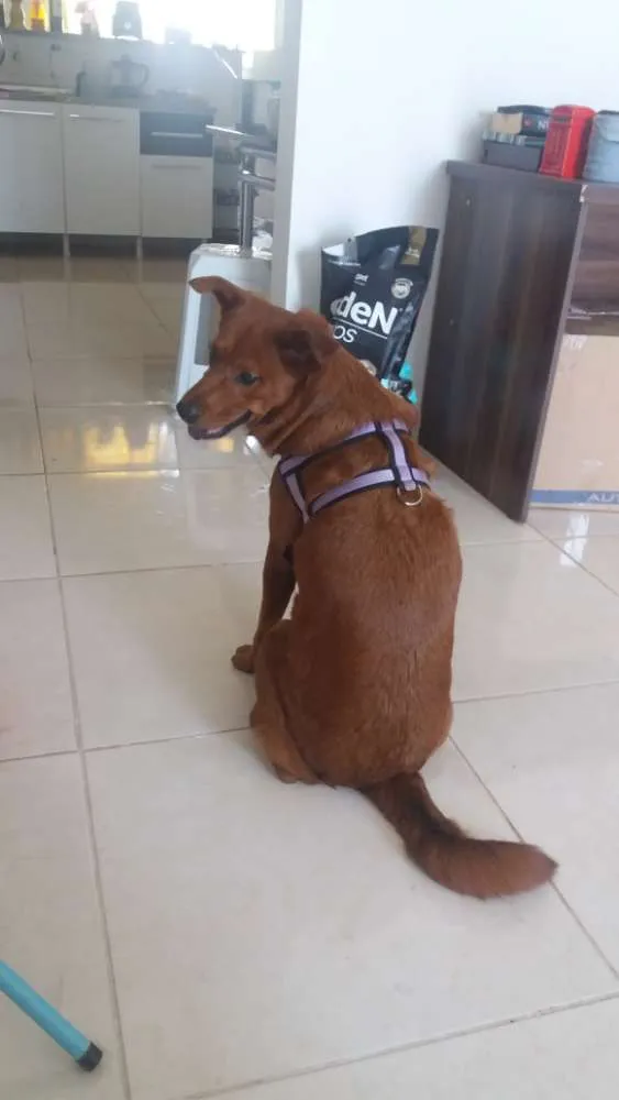 Cachorro ra a Não definida idade 4 anos nome Lulú