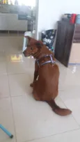 Lulú