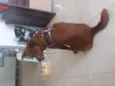 Lulú