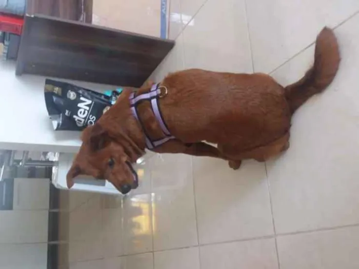 Cachorro ra a Não definida idade 4 anos nome Lulú