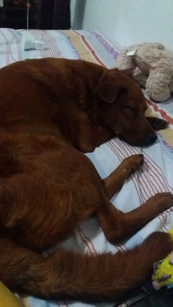 Cachorro ra a Não definida idade 4 anos nome Lulú